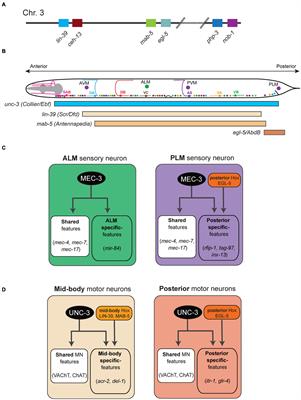 Emerging Roles for Hox Proteins in the Last Steps of Neuronal Development in Worms, Flies, and Mice